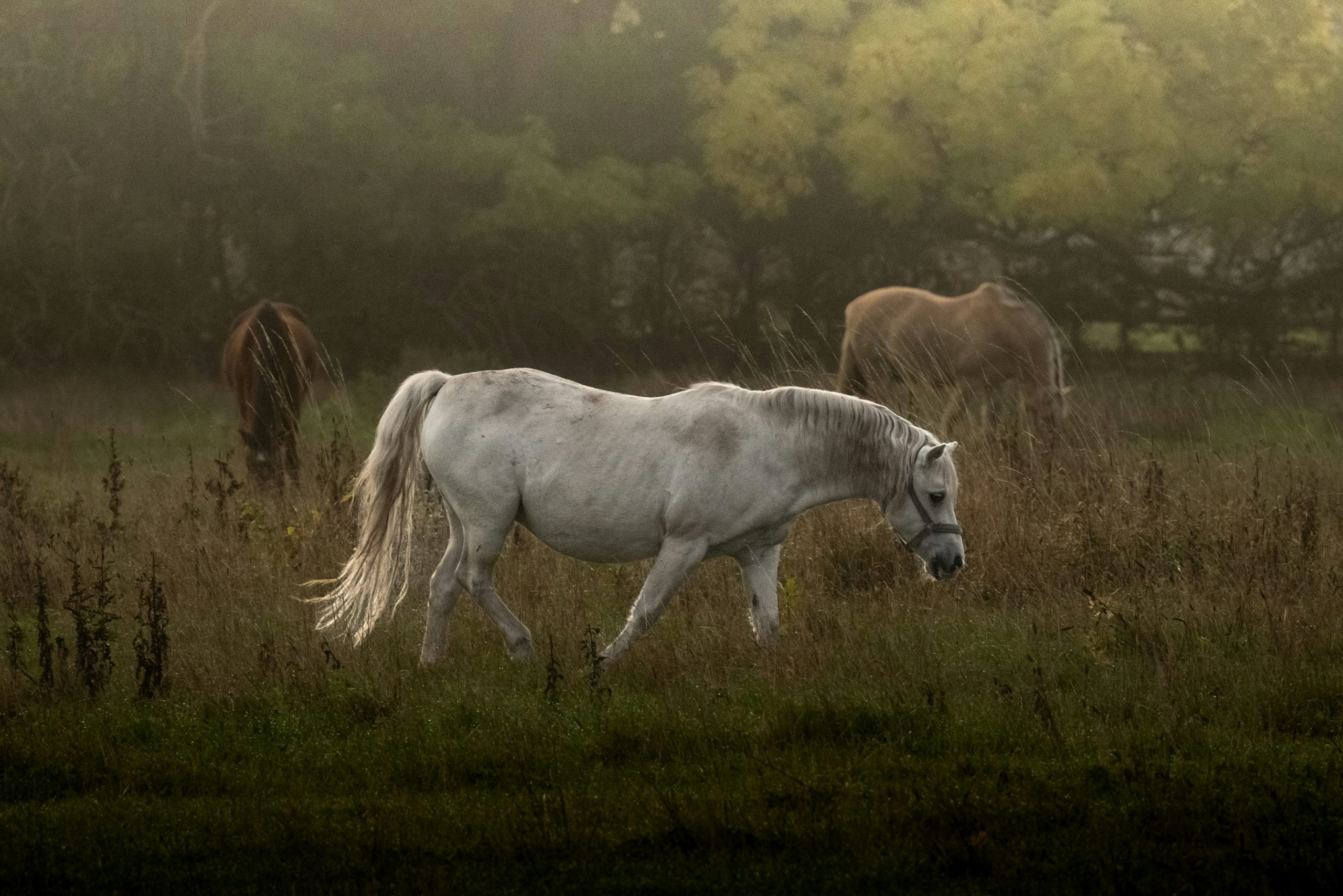 jonas-schone-bUvhUICnJyE-unsplash