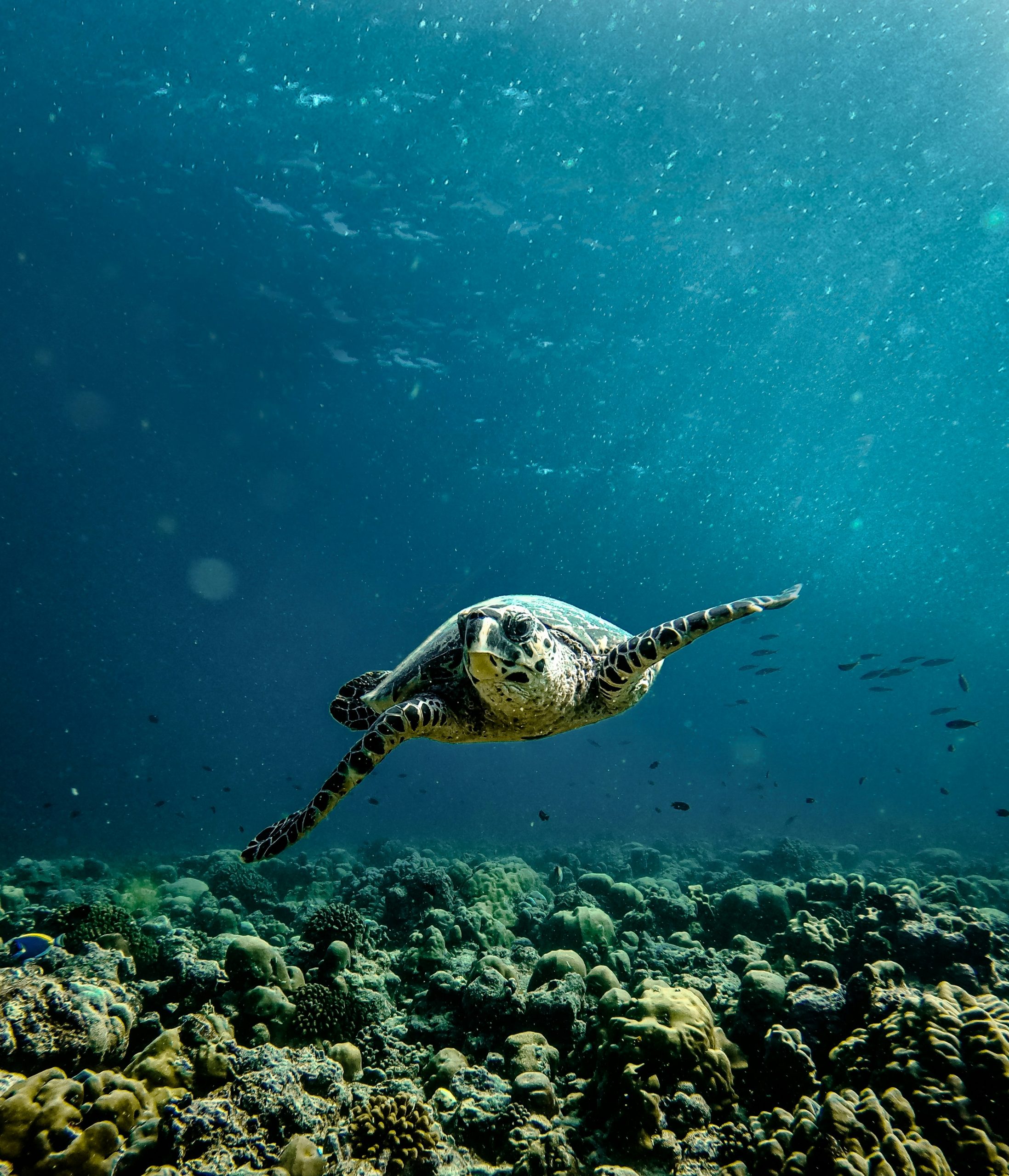 rayyu-maldives-cDsfRDTqg_8-unsplash